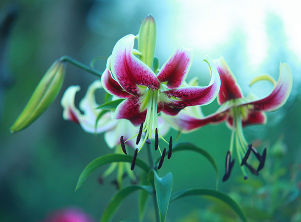 ОТ-гибриды отличаются нежным, приятным ароматом, крупным цветком, высоким ростом (150-200 см и более)