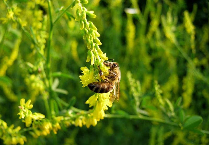 Melilotus sulcatus