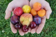Здоров&#039;я росте в саду: цілющі властивості черешні, вишні, абрикосу та сливи 