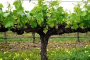 Червень зеленіє: робота на винограднику у перший місяць літа 