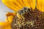 Дарунок літніх днів: особливості збору, заготівлі та зберігання квіткового пилку 