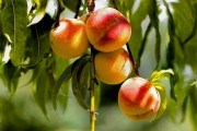 Простий спосіб: розмноження персика вкоріненням зелених живців в аматорських умовах 
