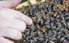 Народження королеви: як самостійно вивести високоякісну бджолину матку 