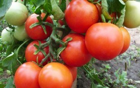 Високе зібрання: коллекція продуктивних сортів помідорів 
