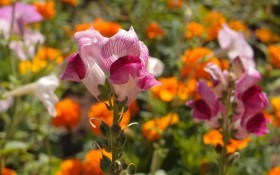  Для краси літніх клумб: розмноження однорічних квітучих рослин насінням та розсадою 