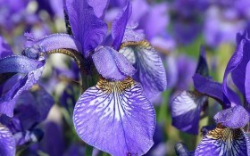 Витончені та ароматні "райдужні" квіти: основне про вирощування ірисів 