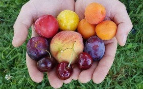 Здоров'я росте в саду: цілющі властивості черешні, вишні, абрикосу та сливи 