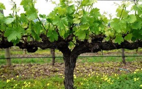 Червень зеленіє: робота на винограднику у перший місяць літа 