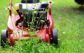 На зелених килимах: як створити красивий газон або декоративну галявину у садибі 