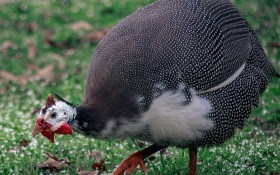 Щоб птахи були здоровими: профілактика та лікування захворювань у цесарок  