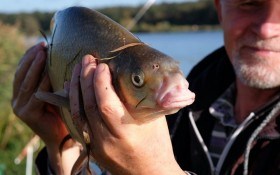 В чистій воді риба водиться: як вибрати підходящі для розведення породи риб 