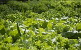 Чого потребують рослини? Основні агроприйоми, необхідні на городі у першу половину літа 
