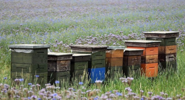 Час готувати зимівник: що потрібно зробити бджолярам наприкінці літа 