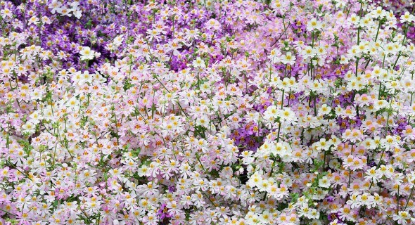 Парад однорічників: вирощуємо поширені види та сорти схізантуса у квітнику 