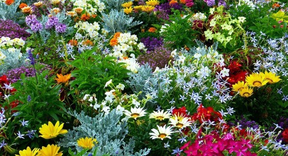 Для краси літнього квітника: захист рослин від хвороб, шкідників та несприятливих факторів середовища 