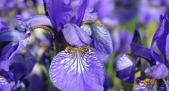 Витончені та ароматні "райдужні" квіти: основне про вирощування ірисів 