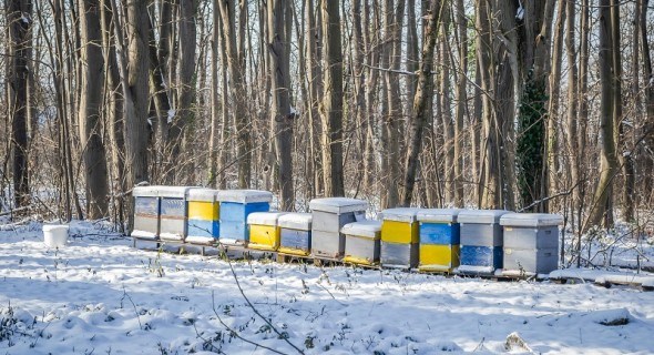 Майстерність бджоляра: як правильно організувати зимівлю на пасіці 