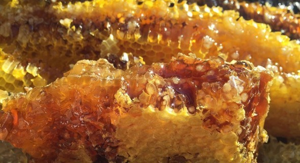 Час для медозбору: що потрібно робити бджолярам у липні  