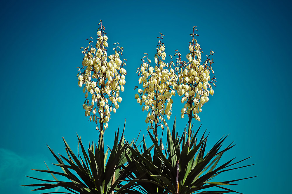 Yucca ALOIFOLIA var PURPUREA или Юкка Алоэлистная (семена)